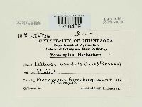 Albugo candida image