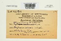 Albugo candida image