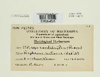 Albugo candida image