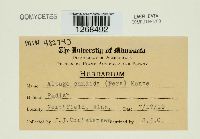 Albugo candida image