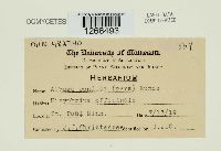 Albugo candida image