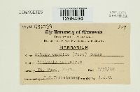 Albugo candida image