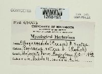 Albugo candida image