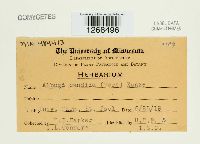 Albugo candida image