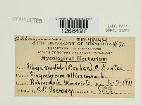 Albugo candida image