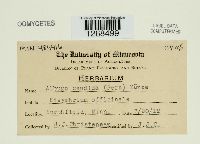 Albugo candida image