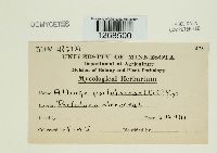 Albugo portulacae image