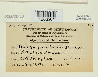 Albugo portulacae image