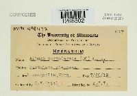 Albugo portulacae image