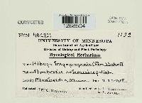 Media resource of Albugo tragopogonis