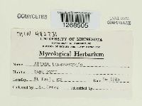 Albugo tragopogonis image