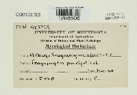 Albugo tragopogonis image