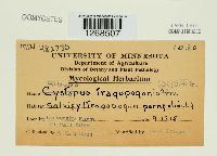 Albugo tragopogonis image