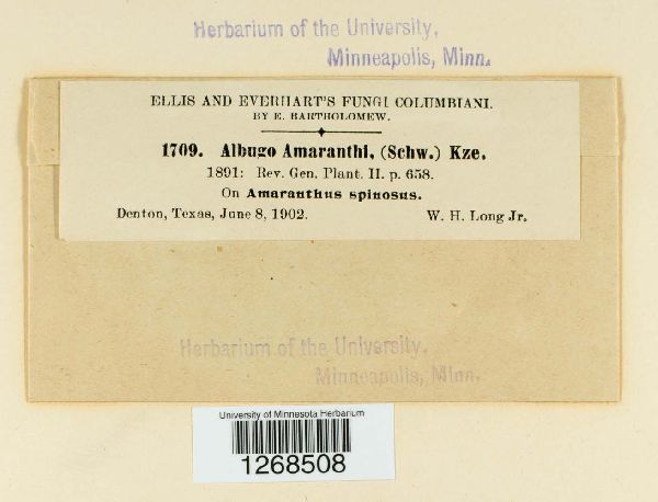 Albugo amaranthi image