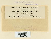 Media resource of Albugo amaranthi