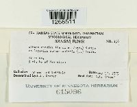 Albugo candida image