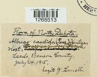 Albugo candida image