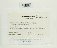 Albugo candida image