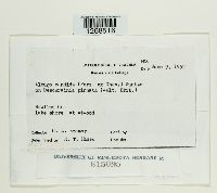 Albugo candida image