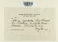 Albugo candida image