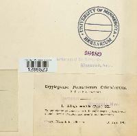 Albugo candida image