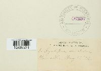 Albugo candida image