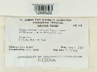 Albugo candida image