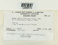 Albugo candida image