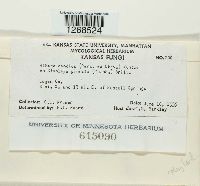 Albugo candida image