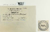 Albugo candida image