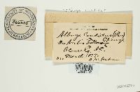 Albugo candida image