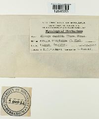 Albugo candida image