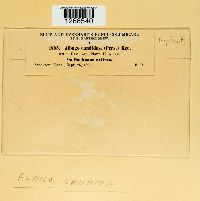 Albugo candida image