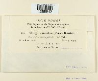 Albugo candida image