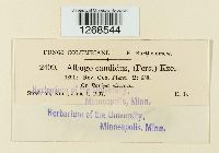 Albugo candida image