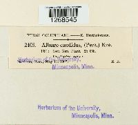 Albugo candida image