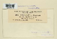 Albugo candida image