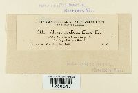 Albugo candida image