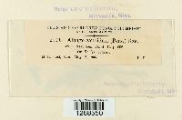 Albugo candida image