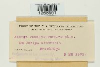 Albugo candida image