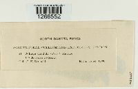 Albugo candida image