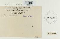 Albugo candida image