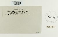 Albugo candida image