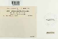 Albugo candida image