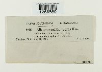 Albugo candida image