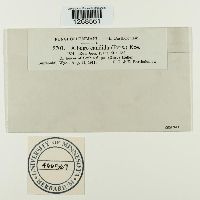 Albugo candida image