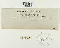 Albugo candida image