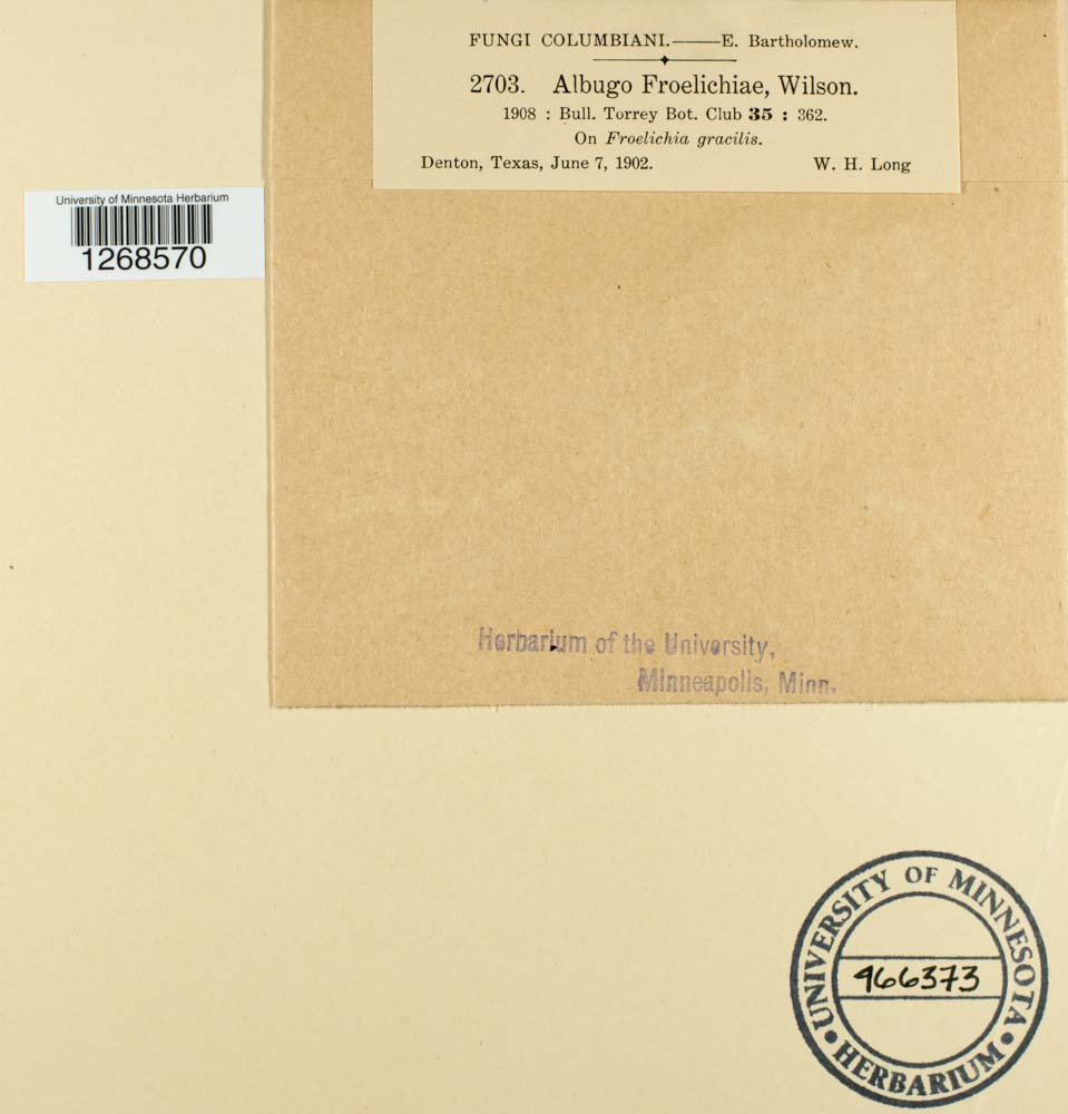 Albugo froelichiae image