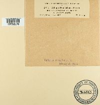 Media resource of Albugo froelichiae