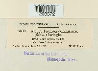 Media resource of Albugo ipomoeae-panduratae